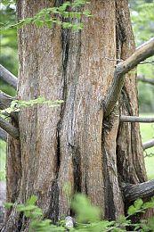 银河恶魔城玩法《罗德斯岛战记》将推出主机实体版